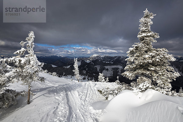 Tief verschneite Bergkiefern (Pinus mugo) mit Skitourenspur  Wildkamm  Niederalpl  Mürzsteger Alpen  Steiermark  Österreich