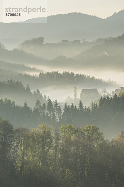 Morgennebel über bewaldeten Hügeln  Eichberg-Trautenburg  Steiermark  Österreich