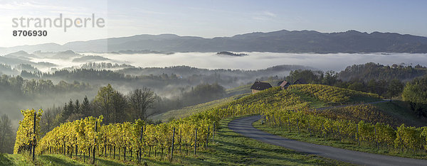 Weinberg im Morgennebel  Fötschach  Steiermark  Österreich