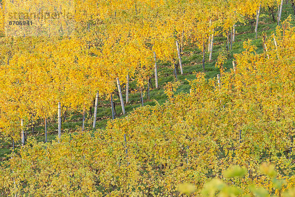 Herbstlicher Weinberg im Morgenlicht  Ratsch an der Weinstraße  Steiermark  Österreich