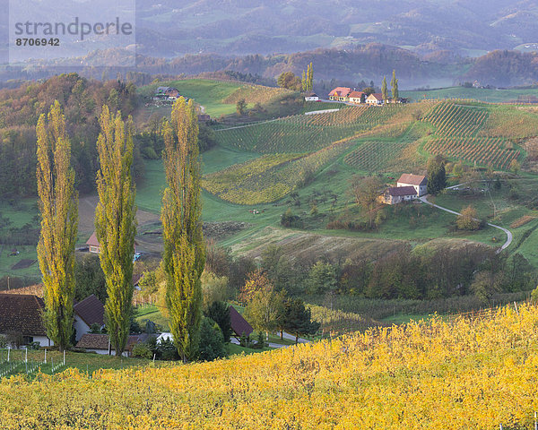 Herbstliche Weinberge und Bauernhäuser im Morgenlicht  Ratsch an der Weinstraße  Steiermark  Österreich