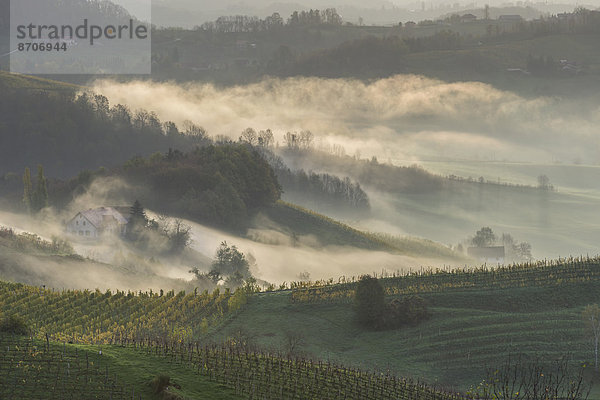 Nebel und Bauernhäuser im ersten Morgenlicht  Ratsch an der Weinstraße  Steiermark  Österreich