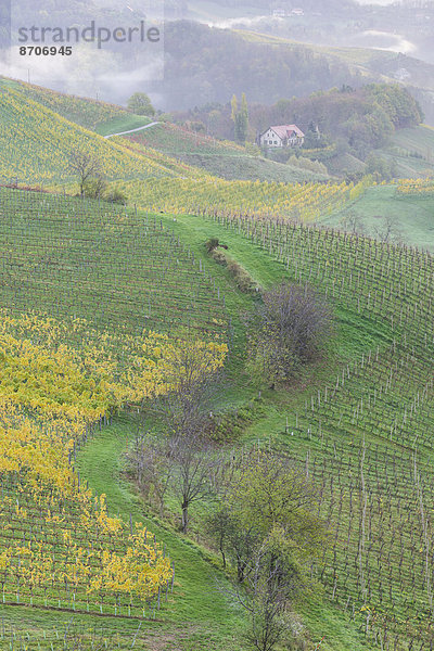 Weinberge  Bauernhaus und Morgennebel  Ratsch an der Weinstraße  Steiermark  Österreich