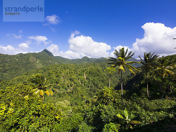 Urwald bei Anse La Verdure  St. Lucia  Inseln über dem Winde  Kleine Antillen