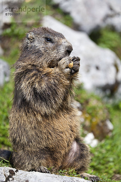 Murmeltier (Marmota marmota) knabbert an Erdnuss  Salzburger Land  Österreich