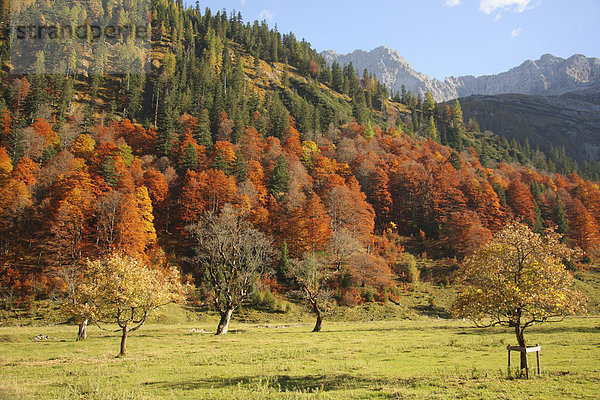 Herbstwald  Eng  Karwendelgebirge  Tirol  Österreich