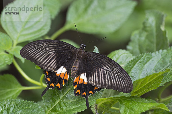Großer Mormone (Papilio memnon)  Ursprungsland Indonesien  Schmetterlingshaus  Forgaria nel Friuli  Provinz Udine  Italien