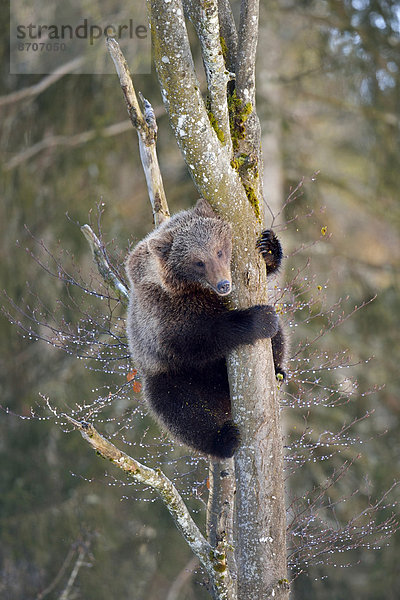jung Gefangenschaft Schweiz Braunbär (Ursus arctos) Kanton Waadt