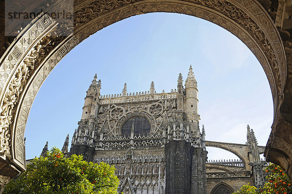 Orangerie  Kathedrale von Sevilla  Catedral de Santa Maria de la Sede  Sevilla  Andalusien  Spanien