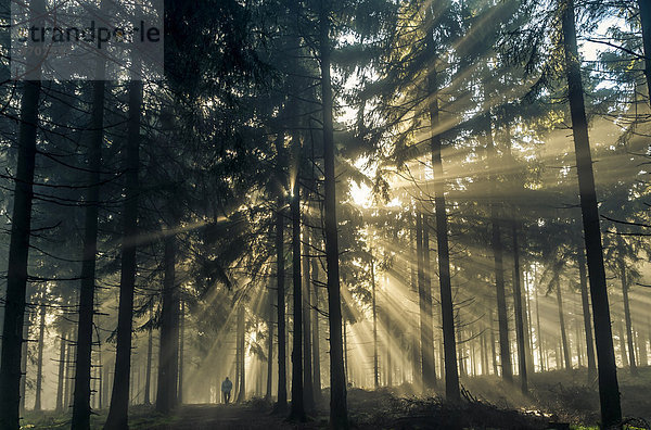 Sonnenstrahlen durchdringen den Morgennebel im Wald mit Spaziergänger  Taunus  Hessen  Deutschland