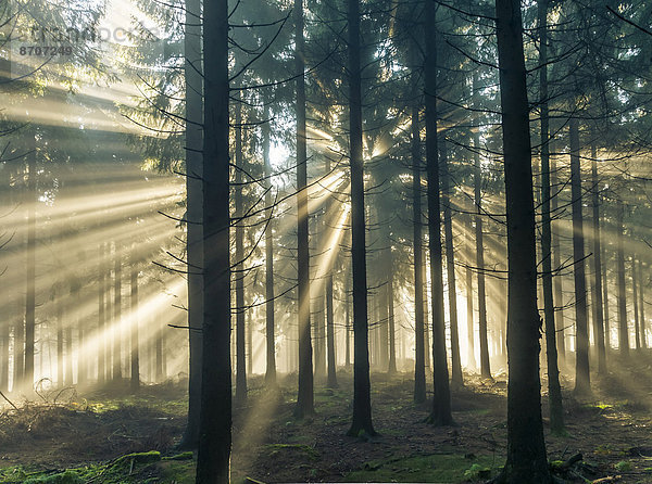 Sonnenstrahlen durchdringen den Morgennebel im Wald  Taunus  Hessen  Deutschland