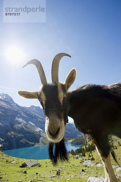 Ziege Capra aegagrus hircus Berner Oberland Kanton Bern Kandersteg Schweiz