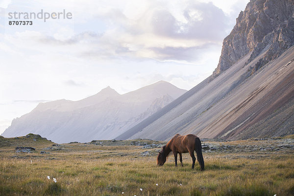 Islandpferd auf der Weide neben einem Bergmassiv  Horn  Höfn í Hornafirði  Hornafjörður  Island