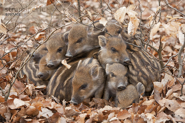 Wildschweine (Sus scrofa)  Frischlinge wärmen sich gegenseitig  captive  Nordrhein-Westfalen  Deutschland