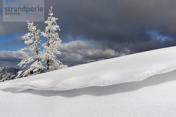 Tief verschneite Bergkiefern (Pinus mugo) mit Schneewechte am Wildkamm  Niederalpl  Mürzsteger Alpen  Steiermark  Österreich