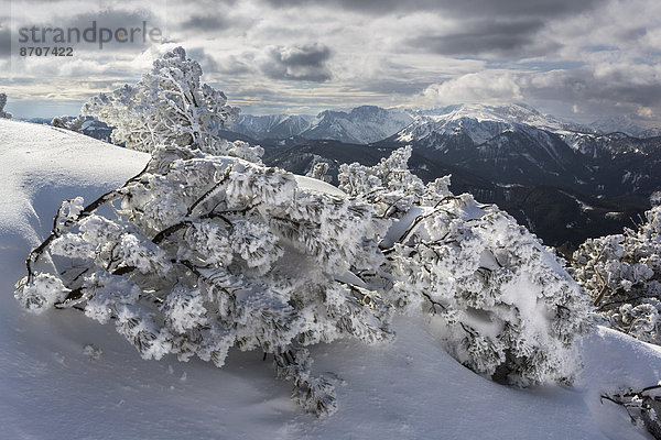 Tief verschneite Bergkiefern (Pinus mugo) mit der Hochschwabgruppe  Wildkamm  Niederalpl  Mürzsteger Alpen  Steiermark  Österreich