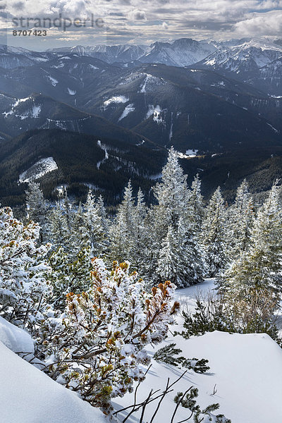 Tief verschneiter Bergwald  Bergkiefern (Pinus mugo) am Wildkamm mit der Hochschwabgruppe  Niederalpl  Mürzsteger Alpen  Steiermark  Österreich