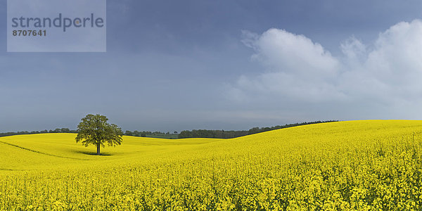 Blühendes Rapsfeld (Brassica napus)  Schleswig-Holstein  Deutschland