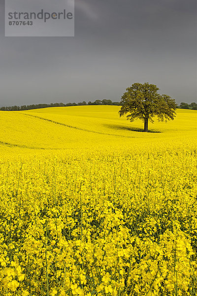 Blühendes Rapsfeld (Brassica napus)  Schleswig-Holstein  Deutschland