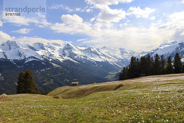 Krokuswiese im Gebirge  Zillertal  Tirol  Österreich