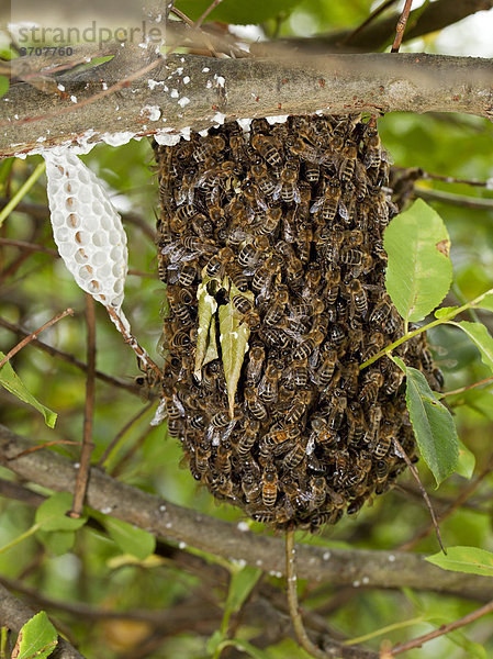 Westliche Honigbienen (Apis mellifera)  entflohenes Bienenvolk  Brandenburg  Deutschland