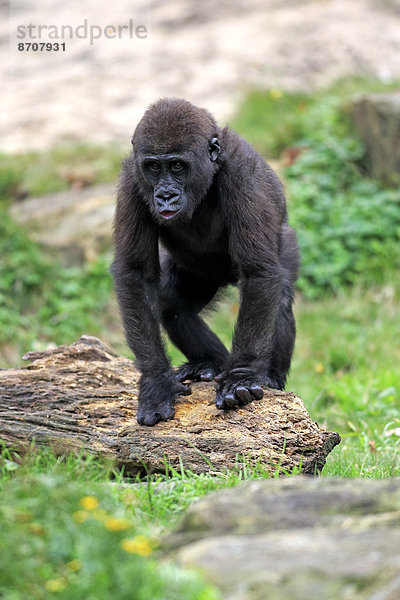 Westlicher Flachlandgorilla (Gorilla gorilla gorilla)  Jungtier  Imponiergehabe  Apeldoorn  Niederlande