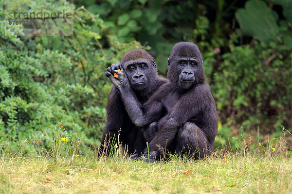 Westlicher Flachlandgorilla (Gorilla gorilla gorilla)  zwei Jungtiere  Geschwister  Apeldoorn  Niederlande