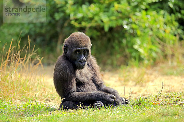 Westlicher Flachlandgorilla (Gorilla gorilla gorilla)  Jungtier  Apeldoorn  Niederlande