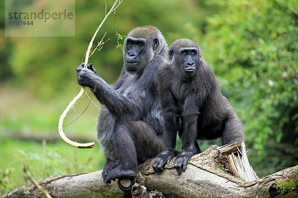 Westlicher Flachlandgorilla (Gorilla gorilla gorilla)  adultes Weibchen mit Jungtier  fressend  Apeldoorn  Niederlande