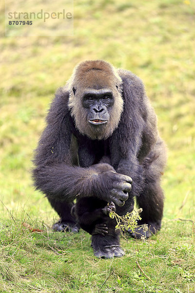 Westlicher Flachlandgorilla (Gorilla gorilla gorilla)  adultes Weibchen mit Jungtier  Nahrungssuche  Apeldoorn  Niederlande