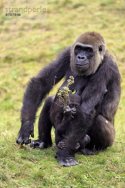 Westlicher Flachlandgorilla (Gorilla gorilla gorilla)  adultes Weibchen mit Jungtier  fressend  Apeldoorn  Niederlande