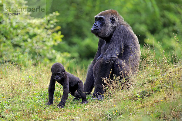 Westlicher Flachlandgorilla (Gorilla gorilla gorilla)  adultes Weibchen mit Jungtier  Apeldoorn  Niederlande
