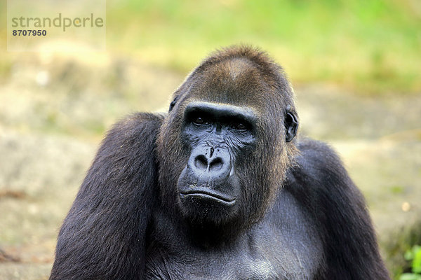 Westlicher Flachlandgorilla (Gorilla gorilla gorilla)  adultes Weibchen  Portrait  Apeldoorn  Niederlande