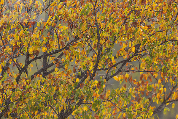 Mopane-Baum (Colophospermum mopani) in Herbstfarben  Krüger-Nationalpark  Republik Südafrika