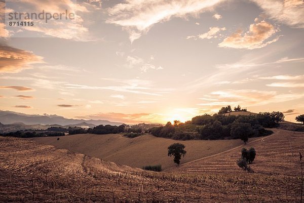 Geerntete Felder bei Sonnenuntergang  La Marche  Italien