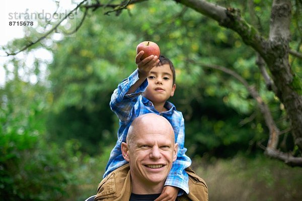 Männliches Kleinkind  das einen Apfel hält und auf den Schultern seines Vaters sitzt.