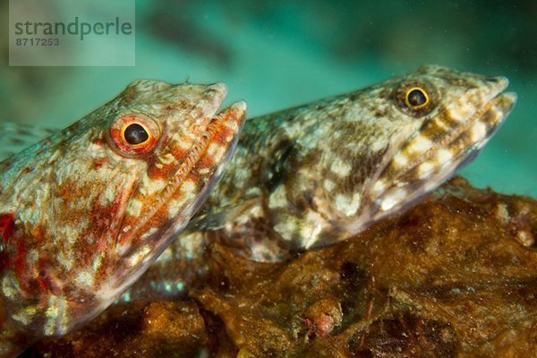 Ein Paar Riff-Eidechsenfische.