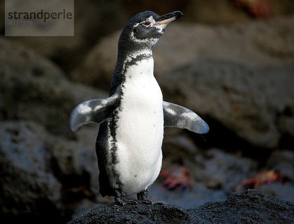 Galapagos-Pinguin.