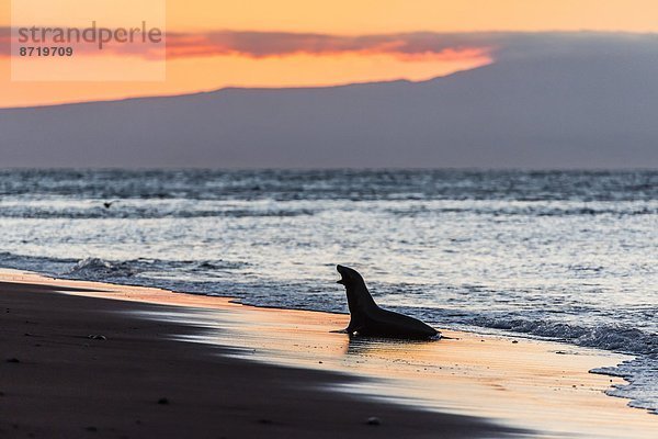 Seelöwe Strand Sonnenuntergang Insel UNESCO-Welterbe Galapagosinseln Ecuador Südamerika