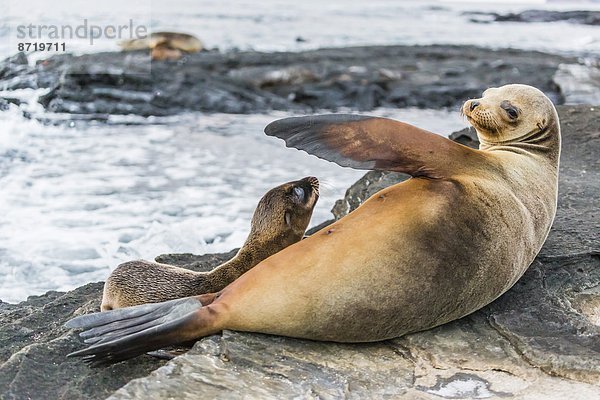 Seelöwe Welpe Sorge Galapagosinseln Ecuador Südamerika