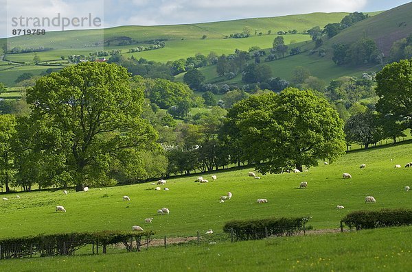 Europa  Großbritannien  Wales