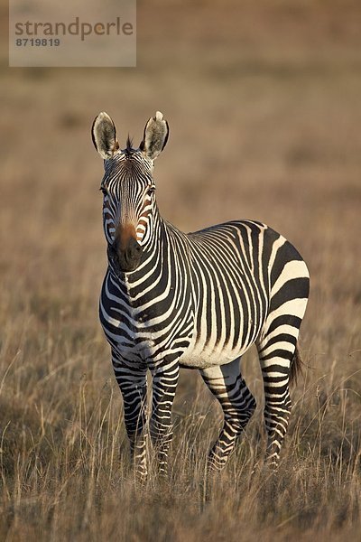 Südliches Afrika Südafrika Berg Afrika Hengst Zebra Equus zebra  Bergzebra