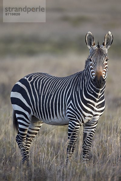 Südliches Afrika Südafrika Berg Afrika Hengst Zebra Equus zebra  Bergzebra