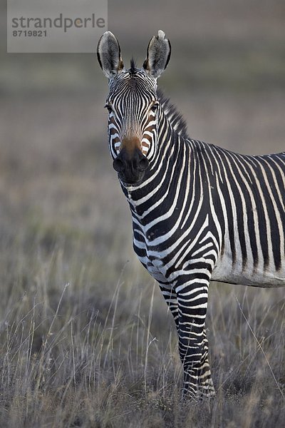 Südliches Afrika Südafrika Berg Afrika Hengst Zebra Equus zebra  Bergzebra