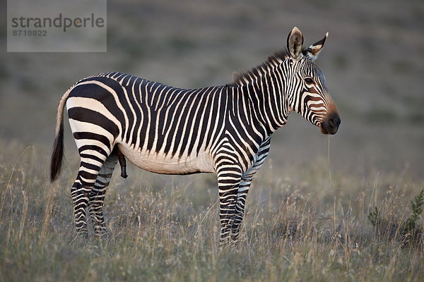 Südliches Afrika Südafrika Berg Afrika Hengst Zebra Equus zebra  Bergzebra