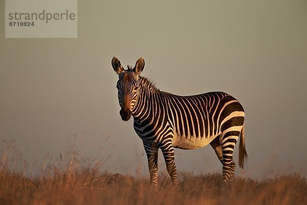 Südliches Afrika Südafrika Berg Afrika Zebra