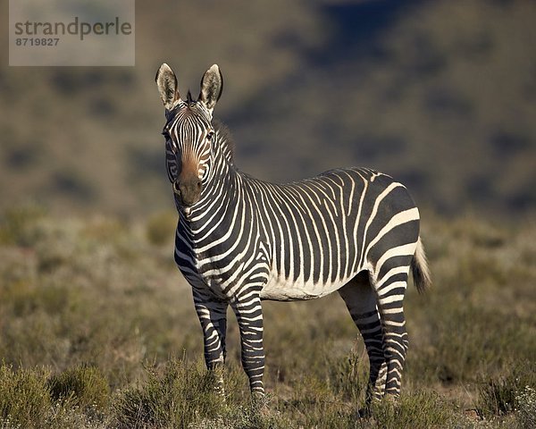 Südliches Afrika Südafrika Berg Afrika Zebra