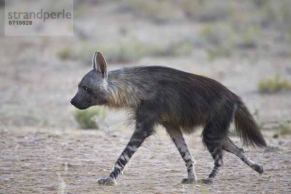 Südliches Afrika  Südafrika  Nostalgie  Kalahari  Afrika  braun  Hyäne