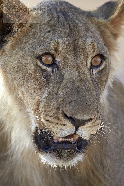 Südliches Afrika  Südafrika  Nostalgie  Kalahari  Afrika