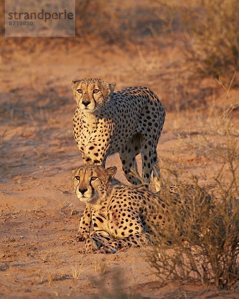 Südliches Afrika  Südafrika  Nostalgie  Kalahari  Afrika